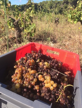 Des raisins aériens : Vendanges du Muscat de Mireval au Clos de Miège